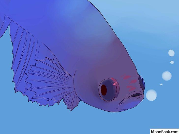 以Tell if a Betta Fish Is Sick Step 25为标题的图片
