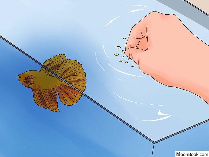 以Tell if a Betta Fish Is Sick Step 4为标题的图片