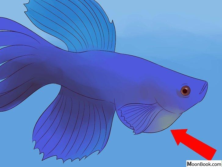 以Tell if a Betta Fish Is Sick Step 9为标题的图片