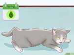 以Tell if a Cat is Pregnant Step 1为标题的图片