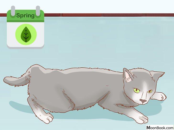 以Tell if a Cat is Pregnant Step 1为标题的图片