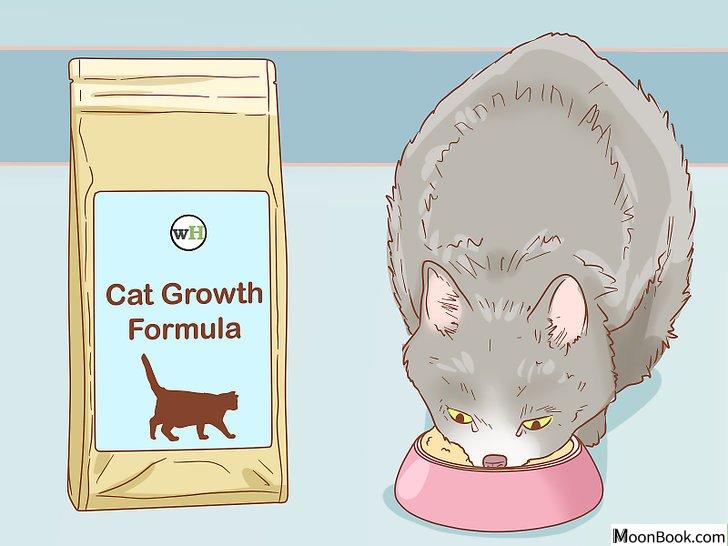 以Tell if a Cat is Pregnant Step 11为标题的图片