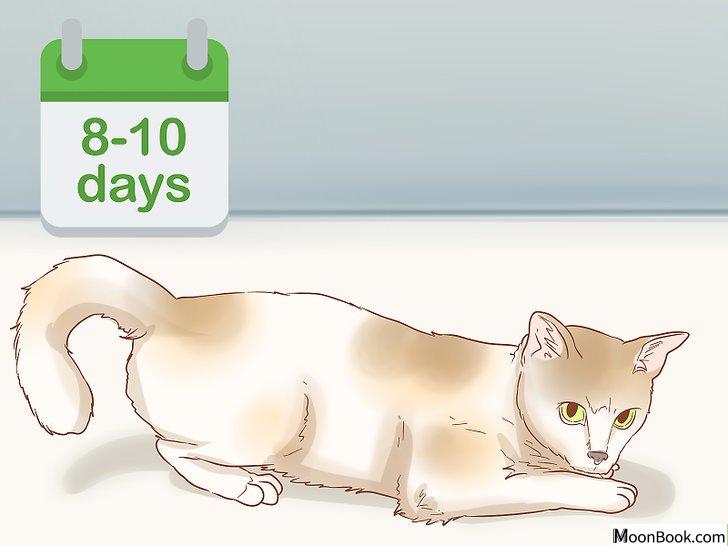 以Tell if a Cat is Pregnant Step 3为标题的图片