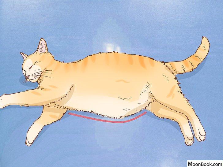 以Tell if a Cat is Pregnant Step 5为标题的图片