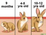 以Tell the Age of a Rabbit Step 1为标题的图片