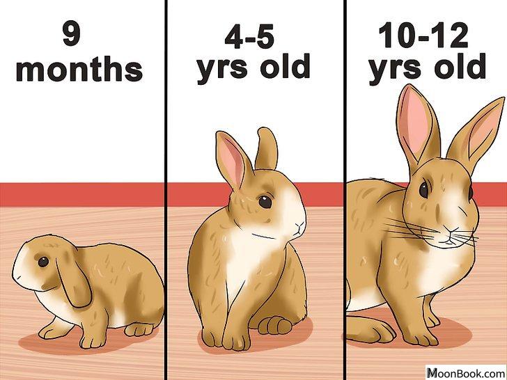 以Tell the Age of a Rabbit Step 1为标题的图片