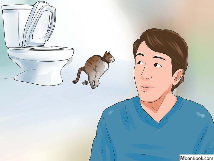 以Toilet Train Your Cat Step 11为标题的图片