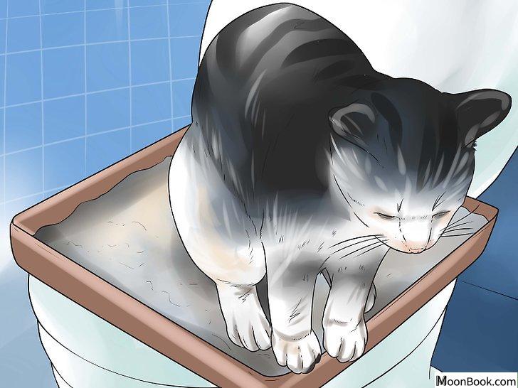 以Toilet Train Your Cat Step 5为标题的图片