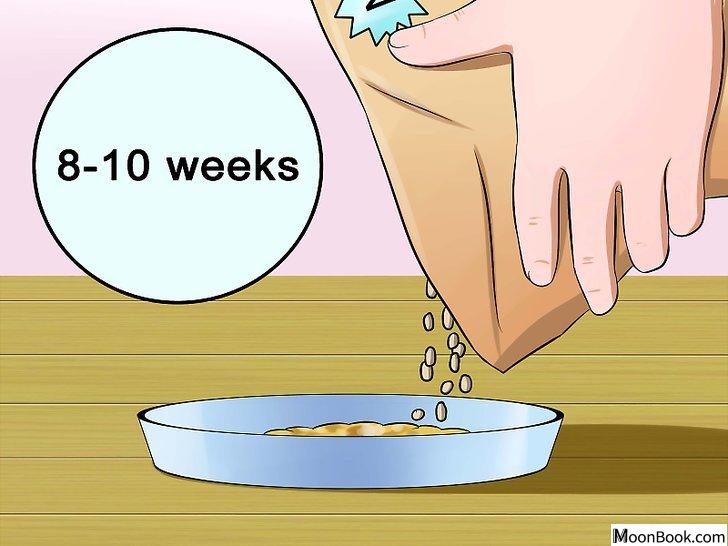 以Wean Kittens Step 8为标题的图片